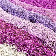 Phlox subulata- Mauve 'Alpine Phlox'