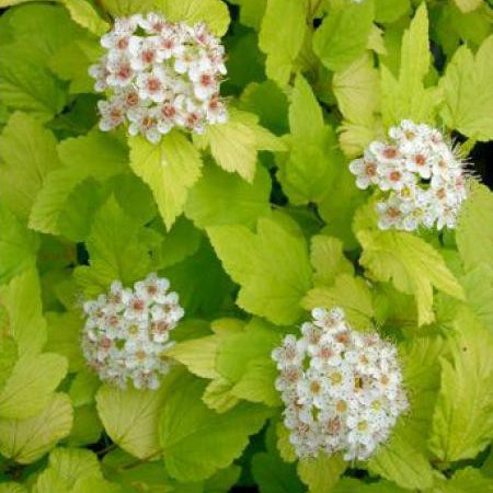 Physocarpus opulifolius 'Dart's Gold'