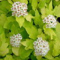Physocarpus opulifolius 'Dart's Gold'