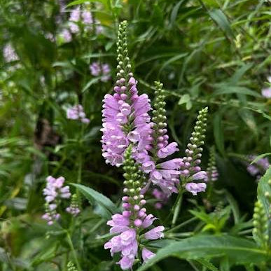 Physostegia virginiana - Mauve Obedient Plant