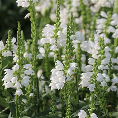 Physostegia virginiana -White Obedient Plant