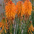 Kniphofia -  'Poco Orange' Torchlily
