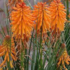 Kniphofia -  'Poco Orange' Torchlily