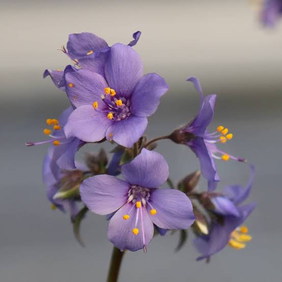Polemonium yezoense 'Purple Rain'