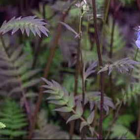 Polemonium yezoense 'Purple Rain'