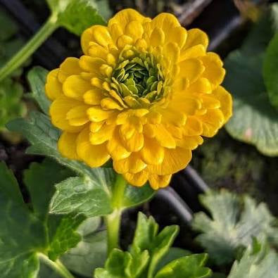 Ranunculus constantinopolitanus 'Plenus' - Double Buttercup
