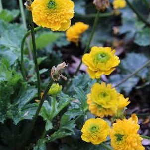 Ranunculus constantinopolitanus 'Plenus' - Double Buttercup