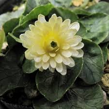 Ficaria verna 'Ken Aslett'
