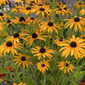 Rudbeckia fulgida var. Deamii