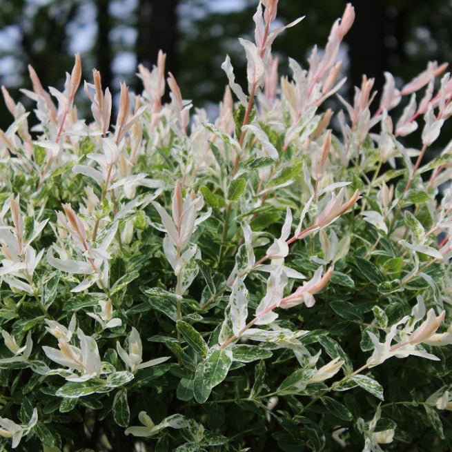 Salix integra 'Flamingo Willow'