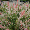 Salix integra 'Flamingo Willow'