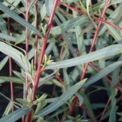 Salix purpurea - 'Nancy Saunders' Willow