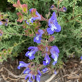 Salvia muirii