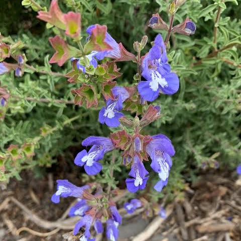Salvia muirii