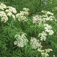 Sambucus nigra var. laciniata- Cut Leaf Elderberry