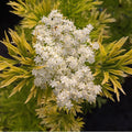 Sambucus nigra  - 'Golden Tower' Elderberry
