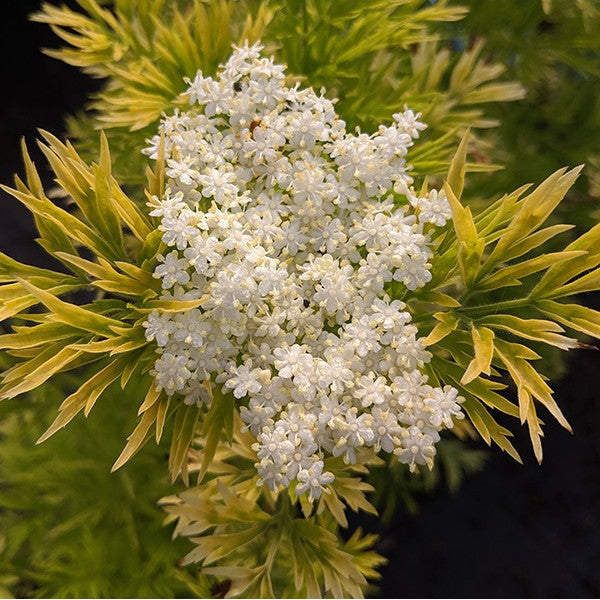 Sambucus nigra  - 'Golden Tower' Elderberry