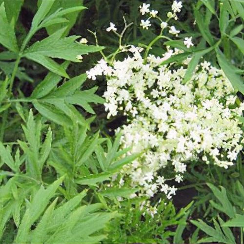 Sambucus nigra var. laciniata- Cut Leaf Elderberry