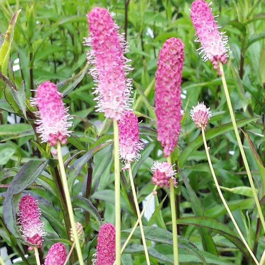 Sanguisorba officinalis 'Pink Tanna'