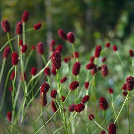 Sanguisorba officinalis 'Red Buttons'