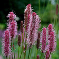 Sanguisorba officinalis 'Blackthorn'