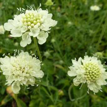 Scabiosa ochroleuca - 'Moondance' Pincushion