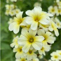 Sisyrinchium striatum - Satin Flower