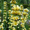 Sisyrinchium striatum - Satin Flower