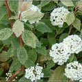 Spiraea x vanhouttei 'Pink Ice'