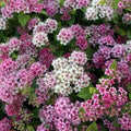 Spiraea japonica va. alpina - Dwarf Japanese Spiraea