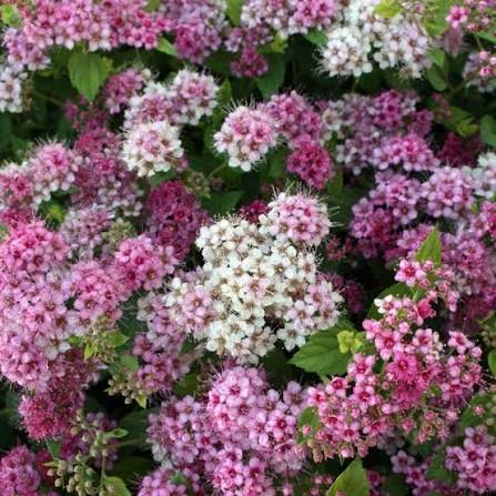 Spiraea japonica va. alpina - Dwarf Japanese Spiraea
