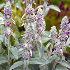 Stachys byzantina 'Big Ears'