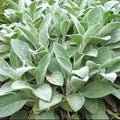 Stachys byzantina 'Big Ears'