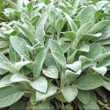 Stachys byzantina 'Big Ears'
