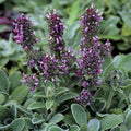 Stachys thirkei -Dwarf Lamb's Ear
