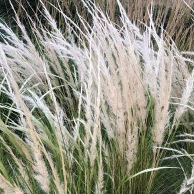 Stipa ichu 'Peruvian Feather Grass'