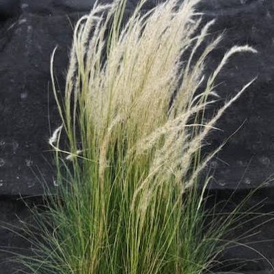 Stipa ichu 'Peruvian Feather Grass'
