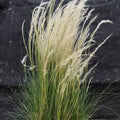 Stipa ichu 'Peruvian Feather Grass'