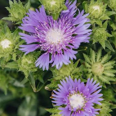 Stokesia laevis -  Mauve 'Stoke's Aster'
