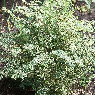 Symphoricarpus albus variegatus - ' Variegated Snowberry'