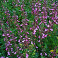 Teucrium chamaedrys - 'Wall Germander'