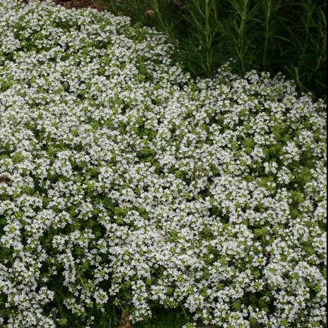Thymus serphyllum 'Albus' - White Creeping Thyme