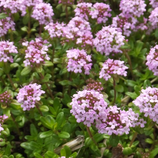 Thymus longicaulis- 'Creeping Thyme'