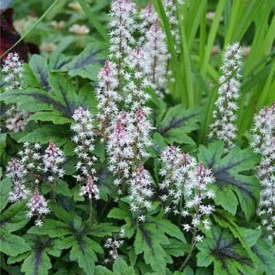 Tiarella cordifolia - 'Foamflower'
