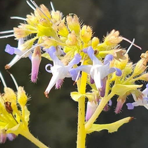 Trachystemon orientalis 'Kiwi Sun'