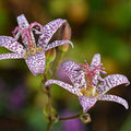 tricyrtis hirta - Toad Lily