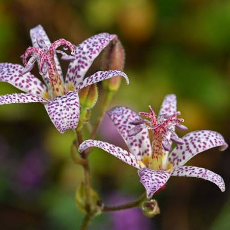 tricyrtis hirta - Toad Lily