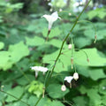 Vancouveria hexandra- White 'Inside Out Flower'