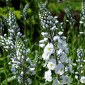 Veronica gentianoides