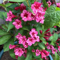 Weigela florida 'Rosea' - Pink Weigela